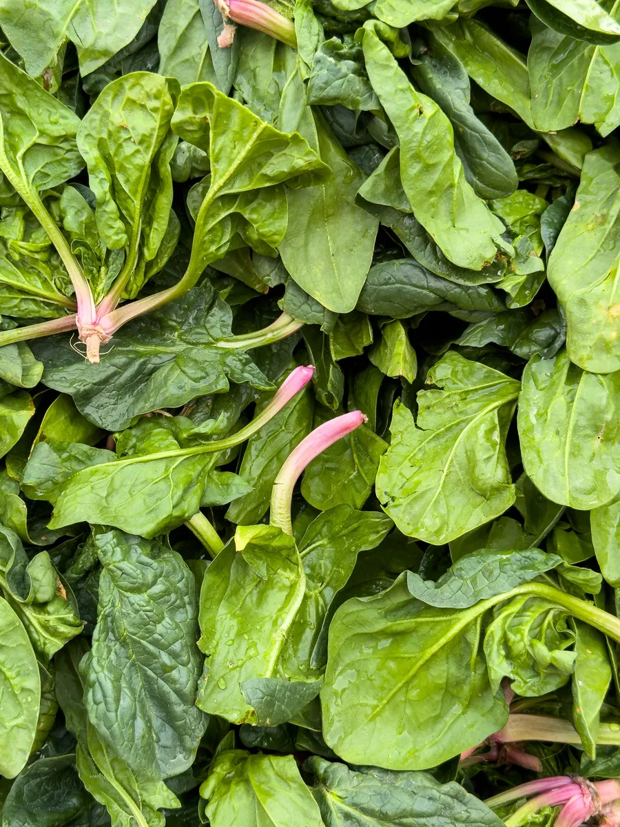Bites de Espinaca